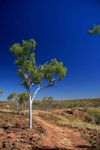 Tree in the outback - Northern Territory - Australia
