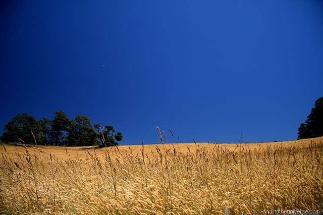 Tasmanian wheat field
