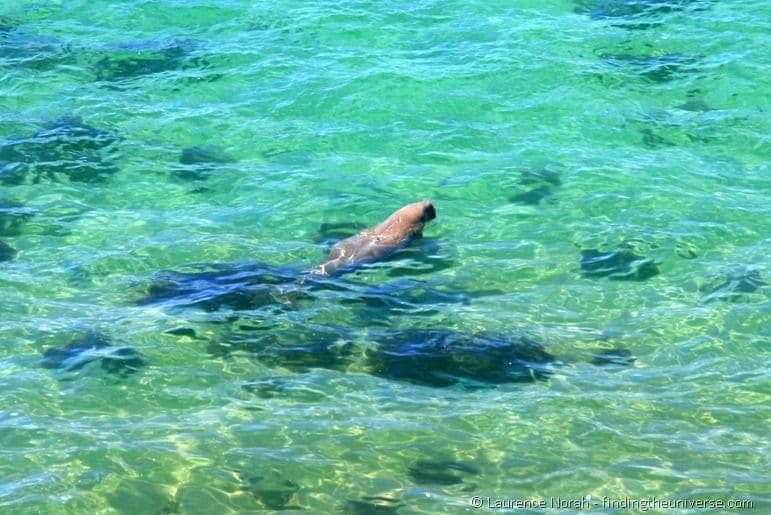 Dugong swimming shark bay Australia
