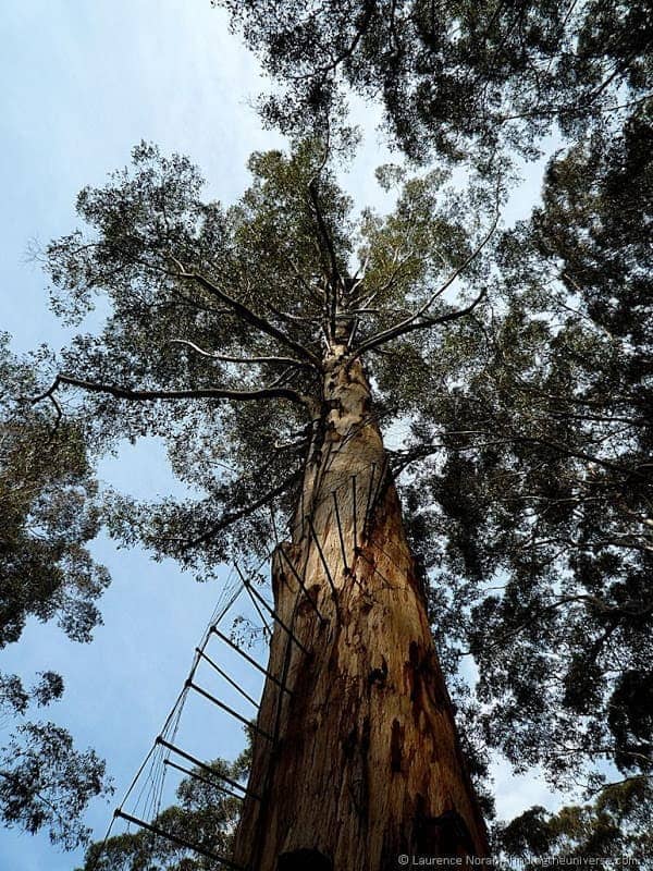 One of the fire trees in Western Australia. Climb it - if you dare