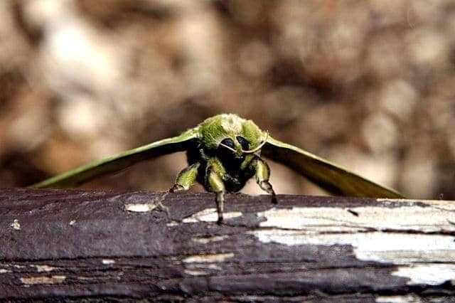 Giant green moth thing