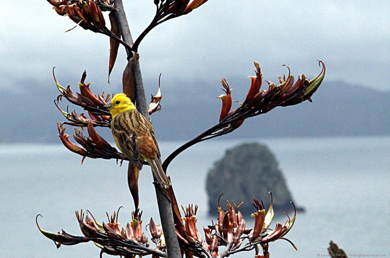 Bird on a branch near Cathedral Cove