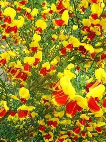Flowers near the spiral. It sure is pretty round here in Spring