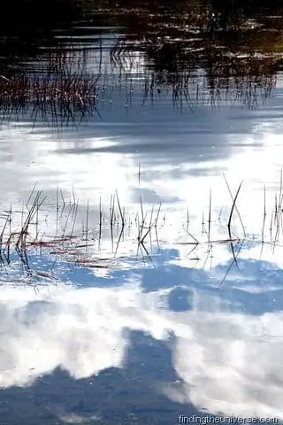 Reeds in Lake Rotopounamu