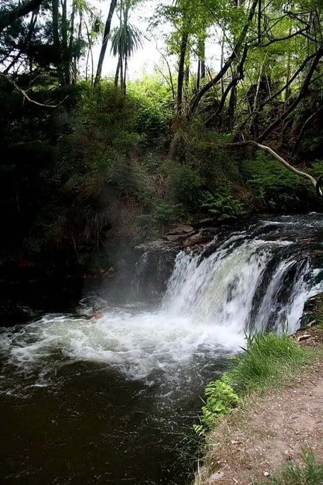 Steaming waterfall of Kerosene Creek - near Rotorua Steaming waterfall of Kerosene Creek - near Rotorua