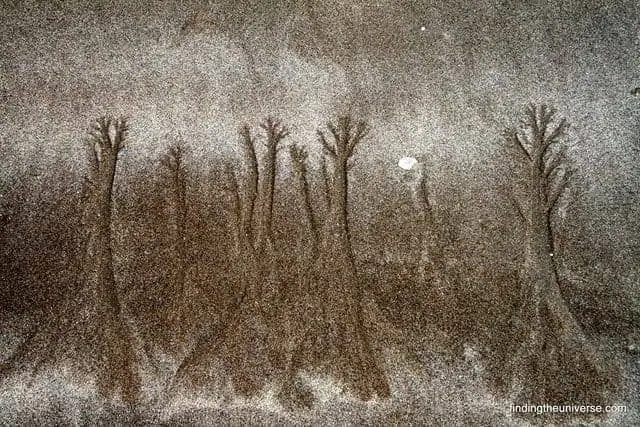 More mystical sand trees More mystical sand trees