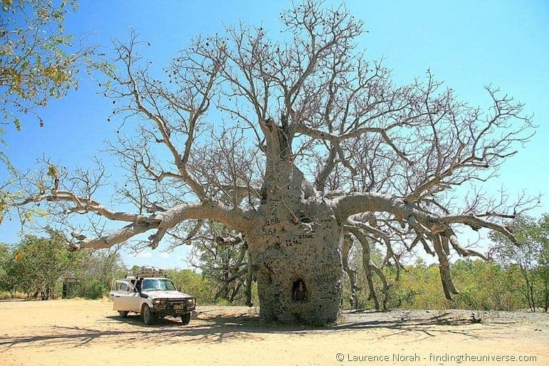 شجرة باب السجن على طريق نهر جيب