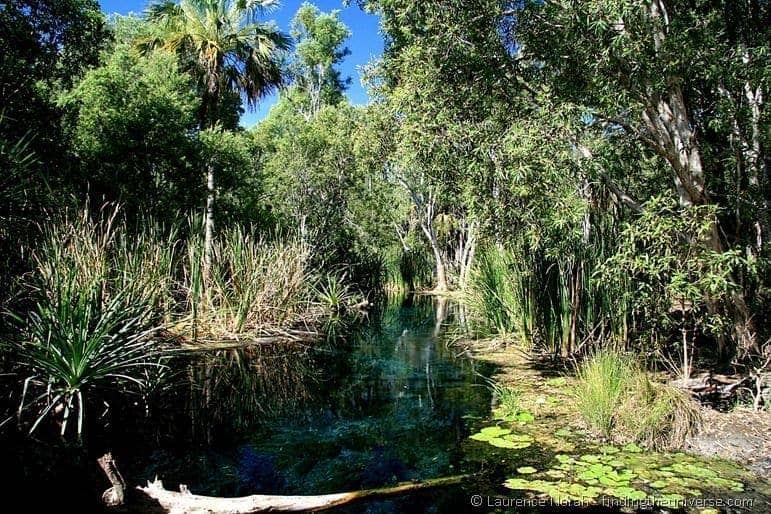 The thermal waters of Bitter Springs - Mataranka - Northern Territory - Australia