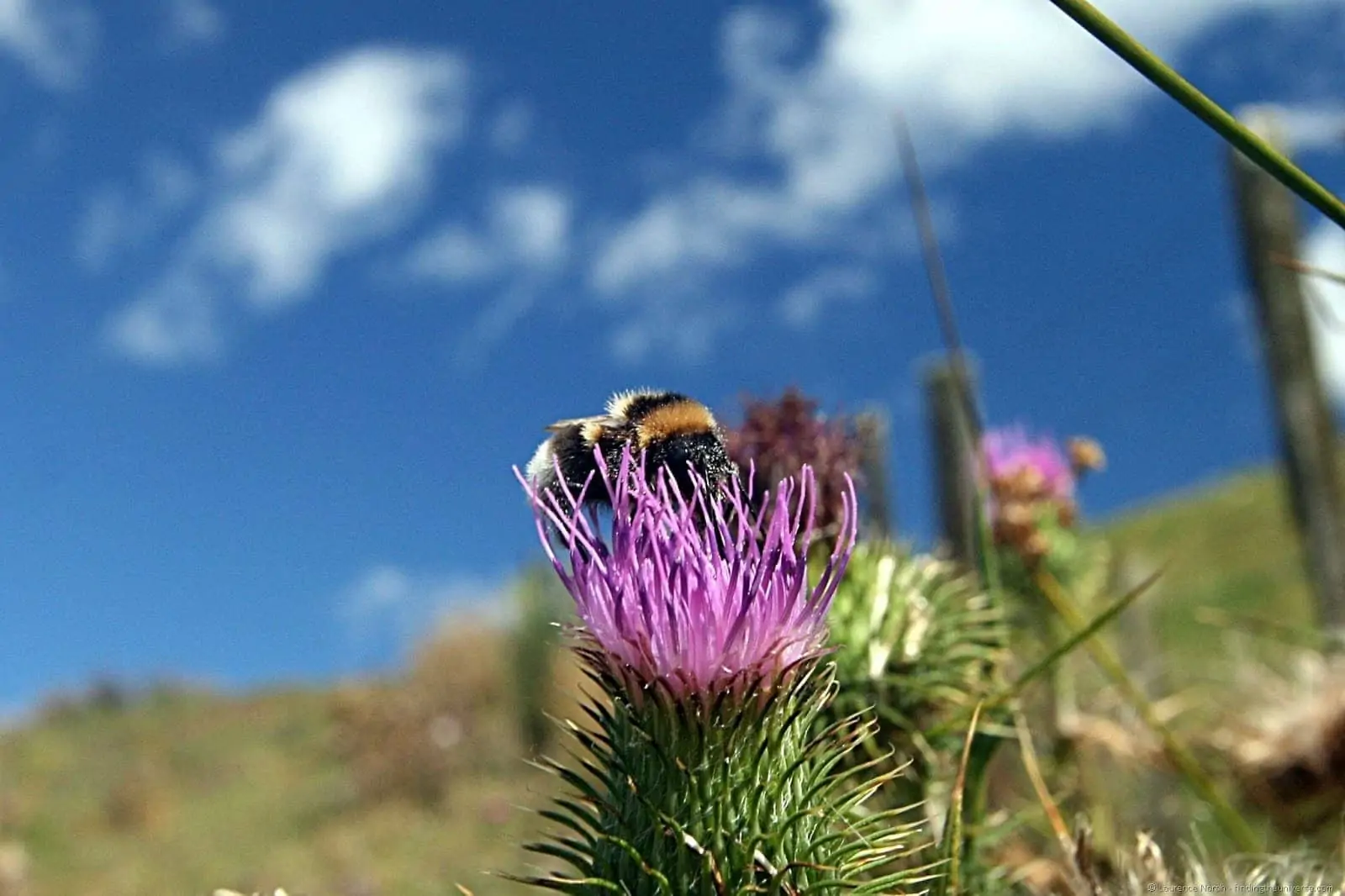 Bee on thistle