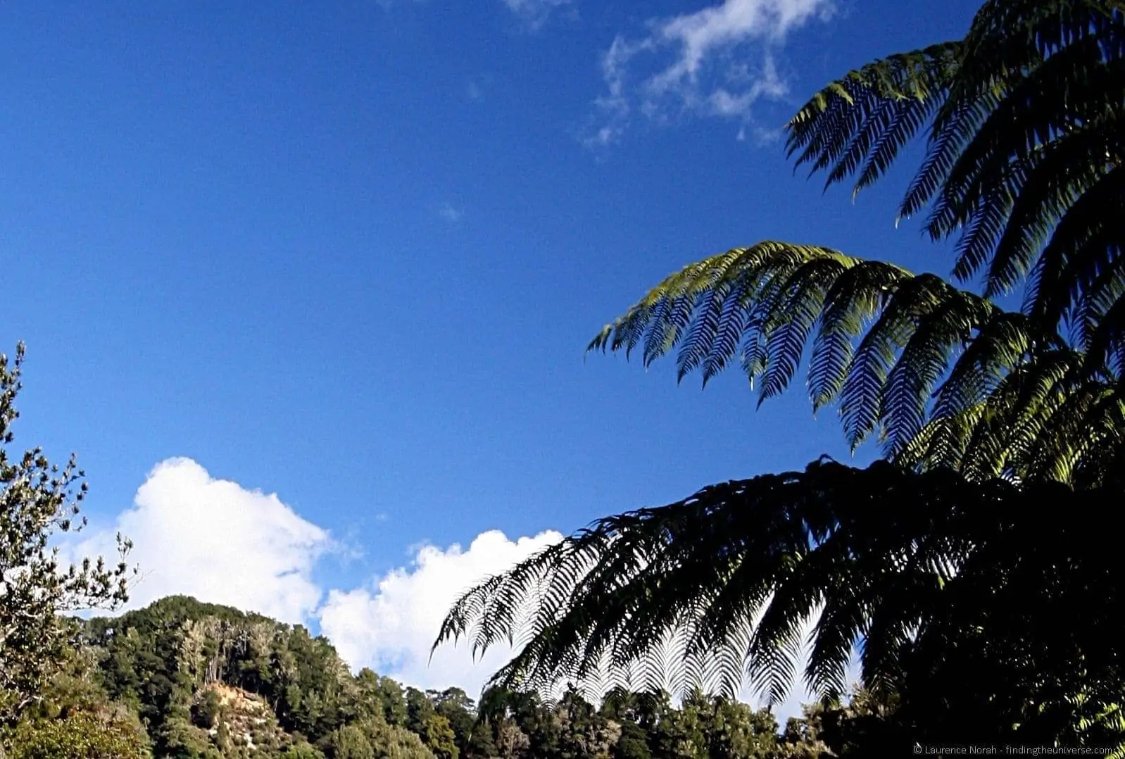 Gorge ferns