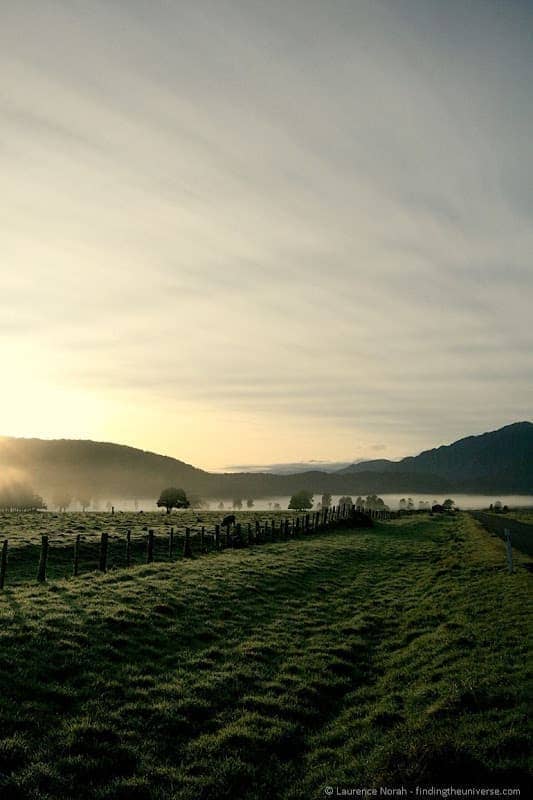 Tree field mist dawn