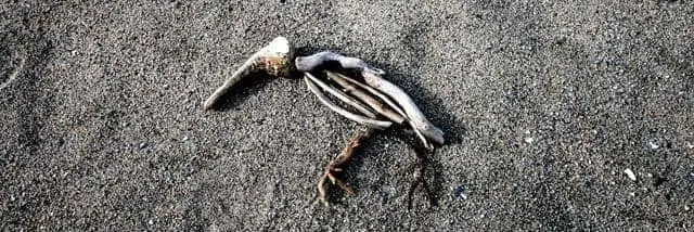 Wooden bird sculpture on beach