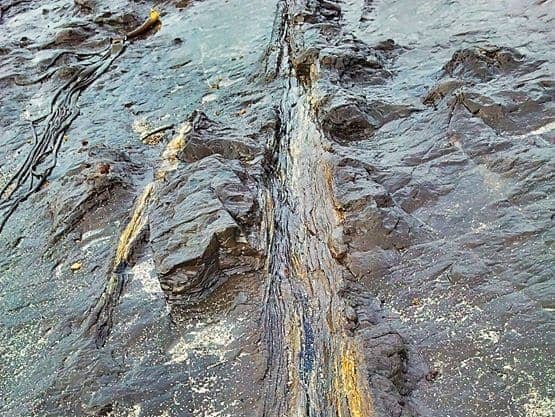 Fossilised tree Curio Bay Catlins