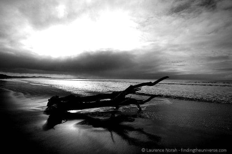 Tree in black and white