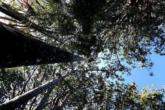 Kauri forest canopy