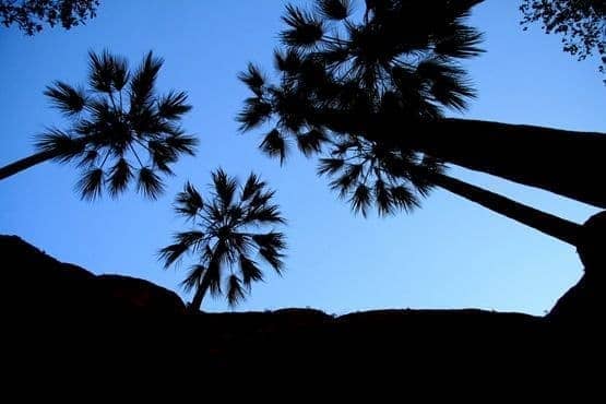 Palms - Echidnae Chasm - Australia
