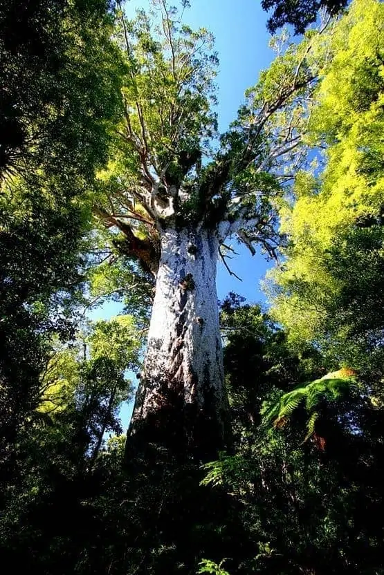 Tane Mahuta Kauri Tree