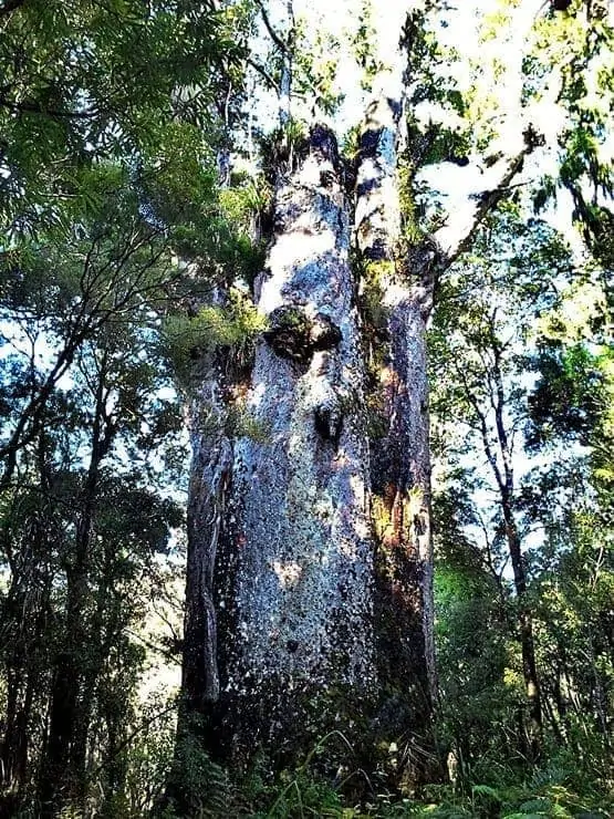 Te Matua Ngahere