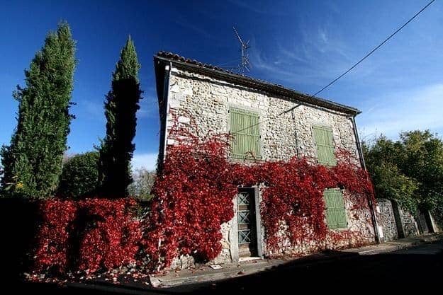 Red leaf coated house