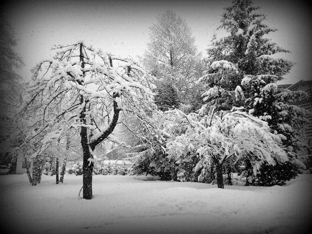 Snow covered trees