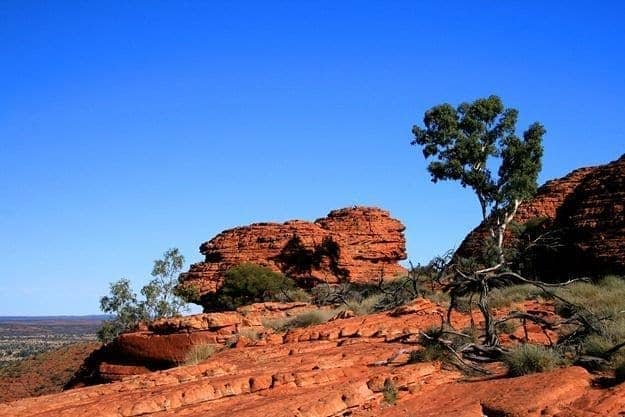 Tree against blue sky Kings Canyon outback Australia