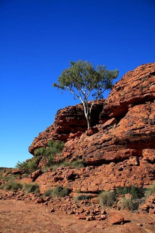 Tree on rock blue sky Kings Canyon outback Australia