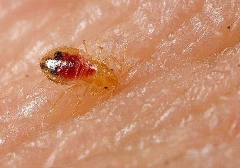 How to Deal with Bed Bugs when Travelling