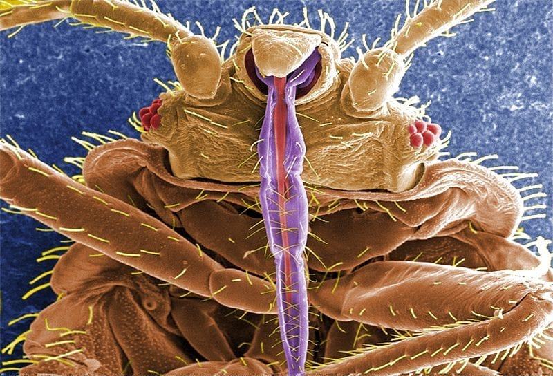 do bed bug bites travel