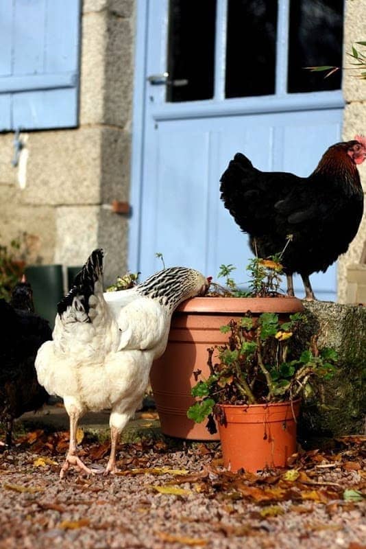 Nosy Chickens