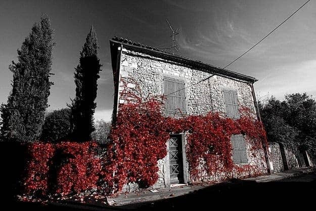 Red leaf coated house 2