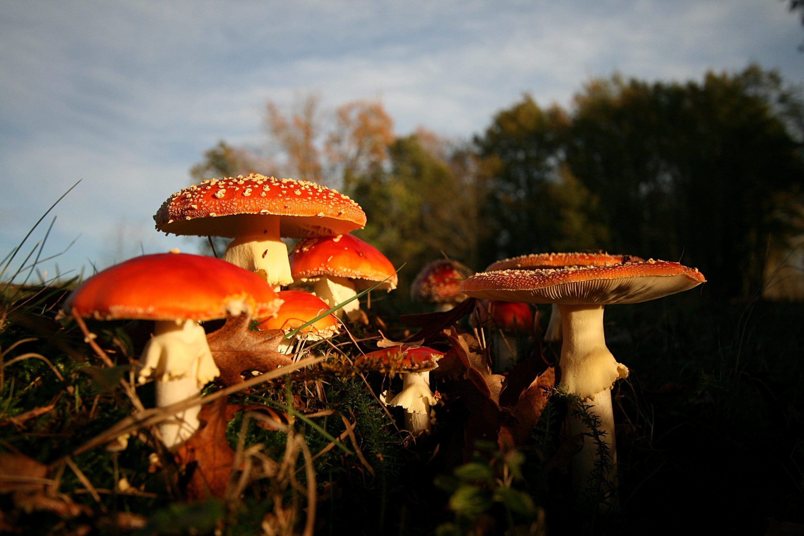 deadly mushrooms