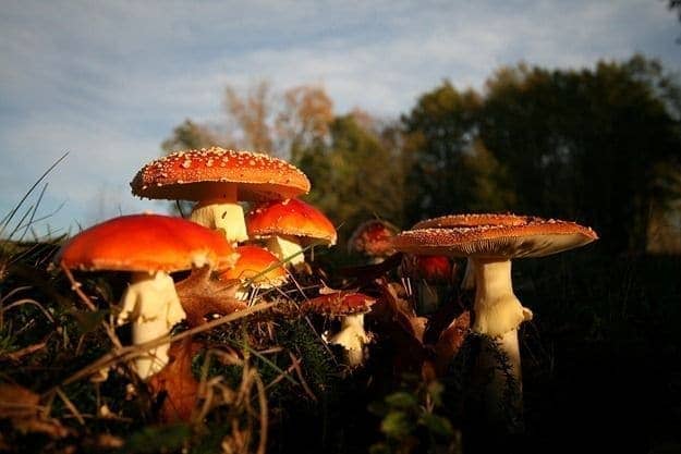 deadly mushrooms