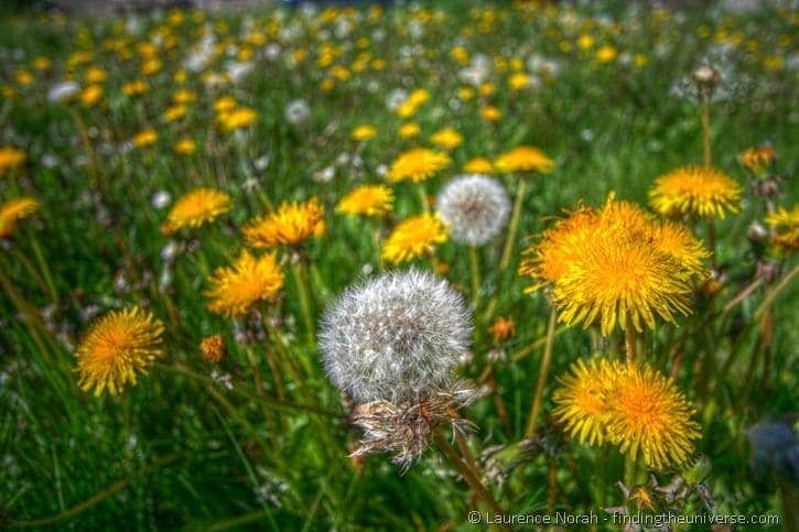 Dandelion25255B625255D