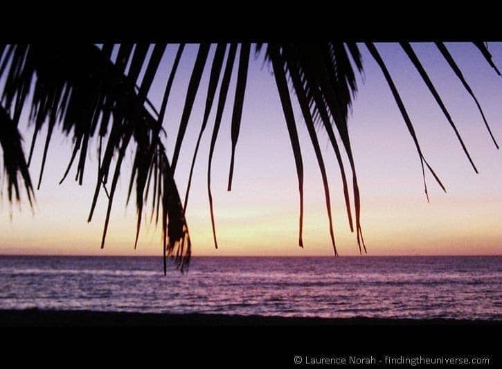 Palm tree fronds sunset beach sea