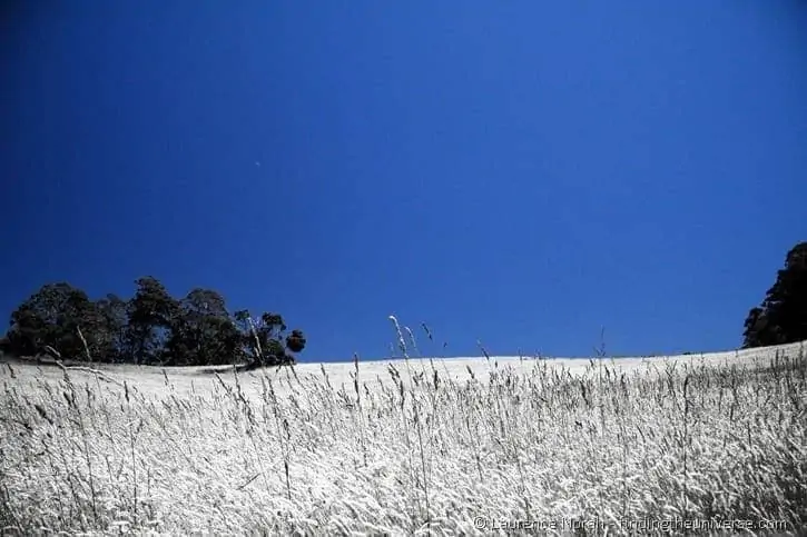 Wheat field infrared effect