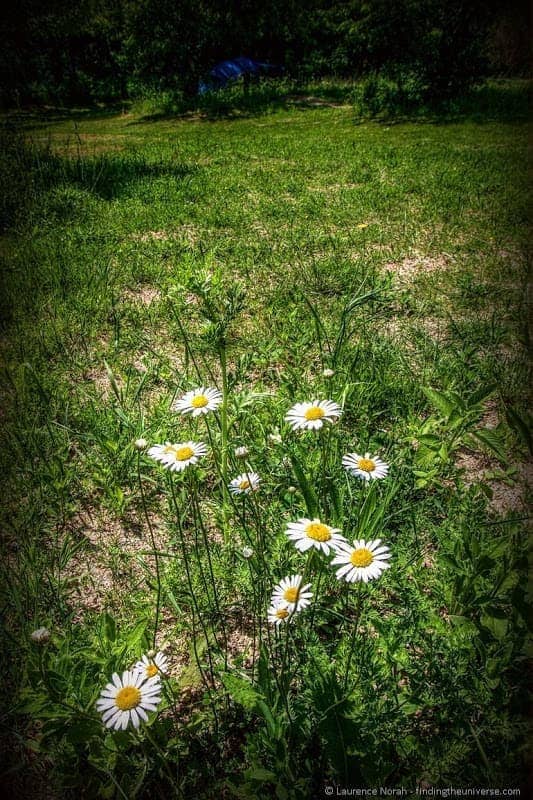 Daisies camping