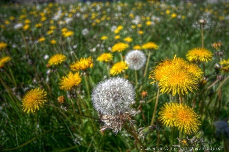 Dandelions25255B325255D