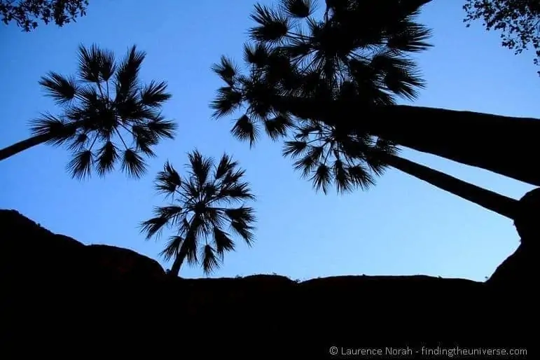 Palms - Echidnae Chasm - Australia