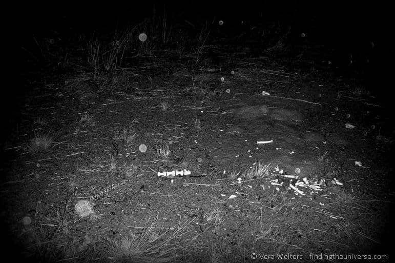 Pile of bones outback