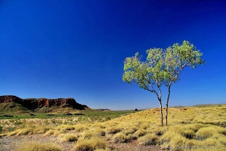 Purnululu bungle bungle rock tree outback scenery