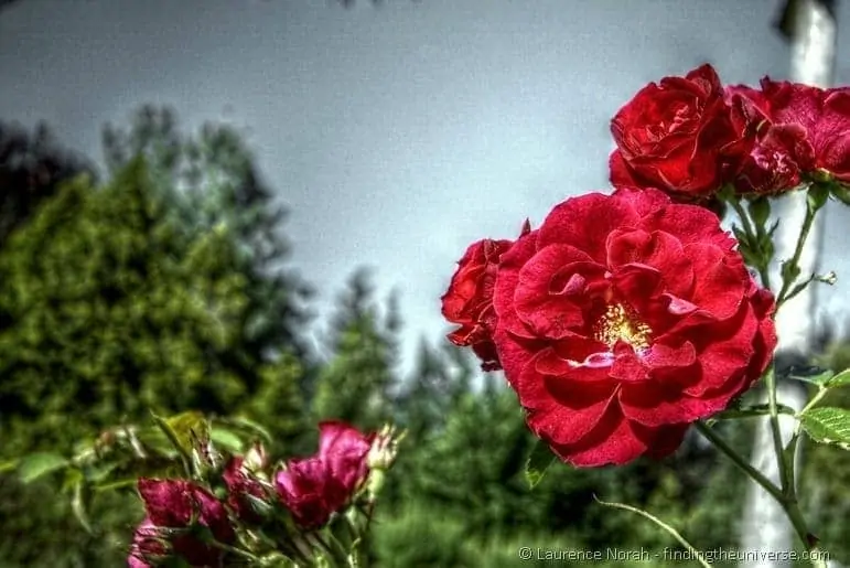 Rose1 Rose1