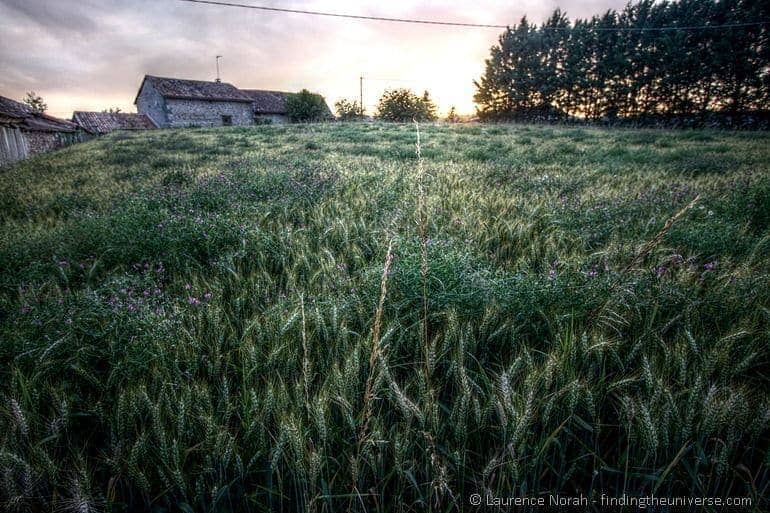 Sunset wheat stalk