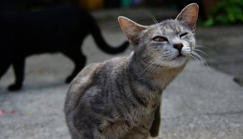 This quirky little cat was stretching just outside of a Buddhist temple in Chiang Mai, Thailand