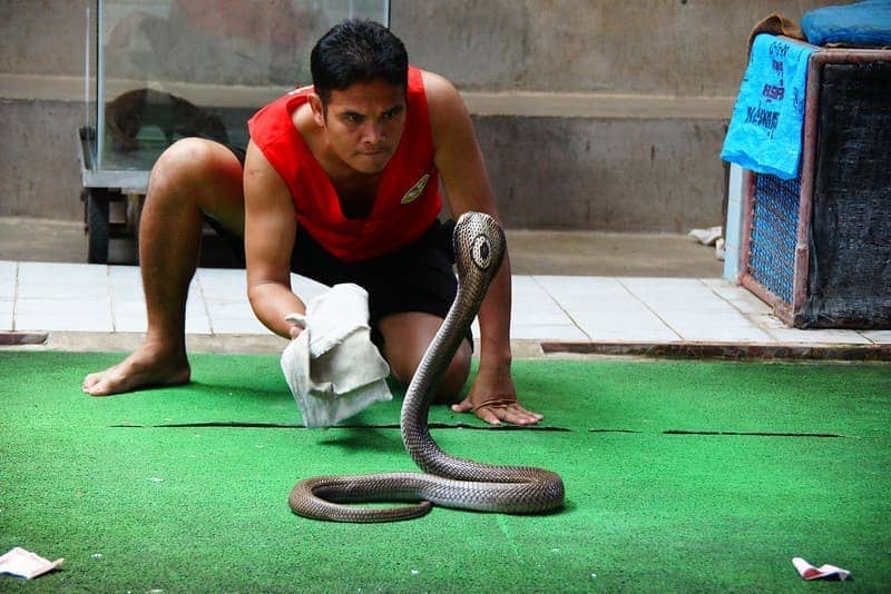 Man vs Snake - the intensity of the situation - Thai Snake Show Performance