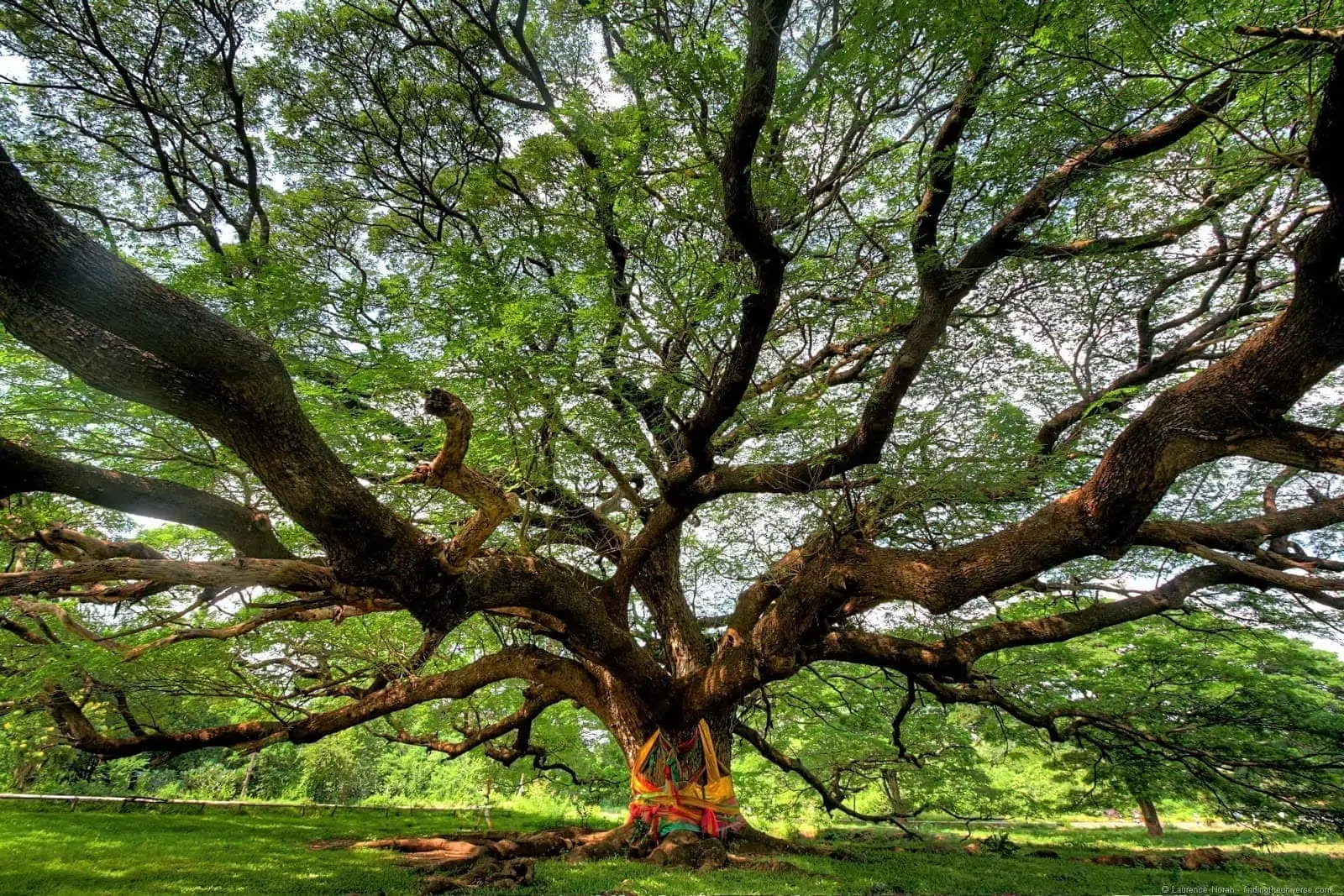 Giant252520tree252520by252520Laurence252520of252520findingtheuniverse.com25255B225255D