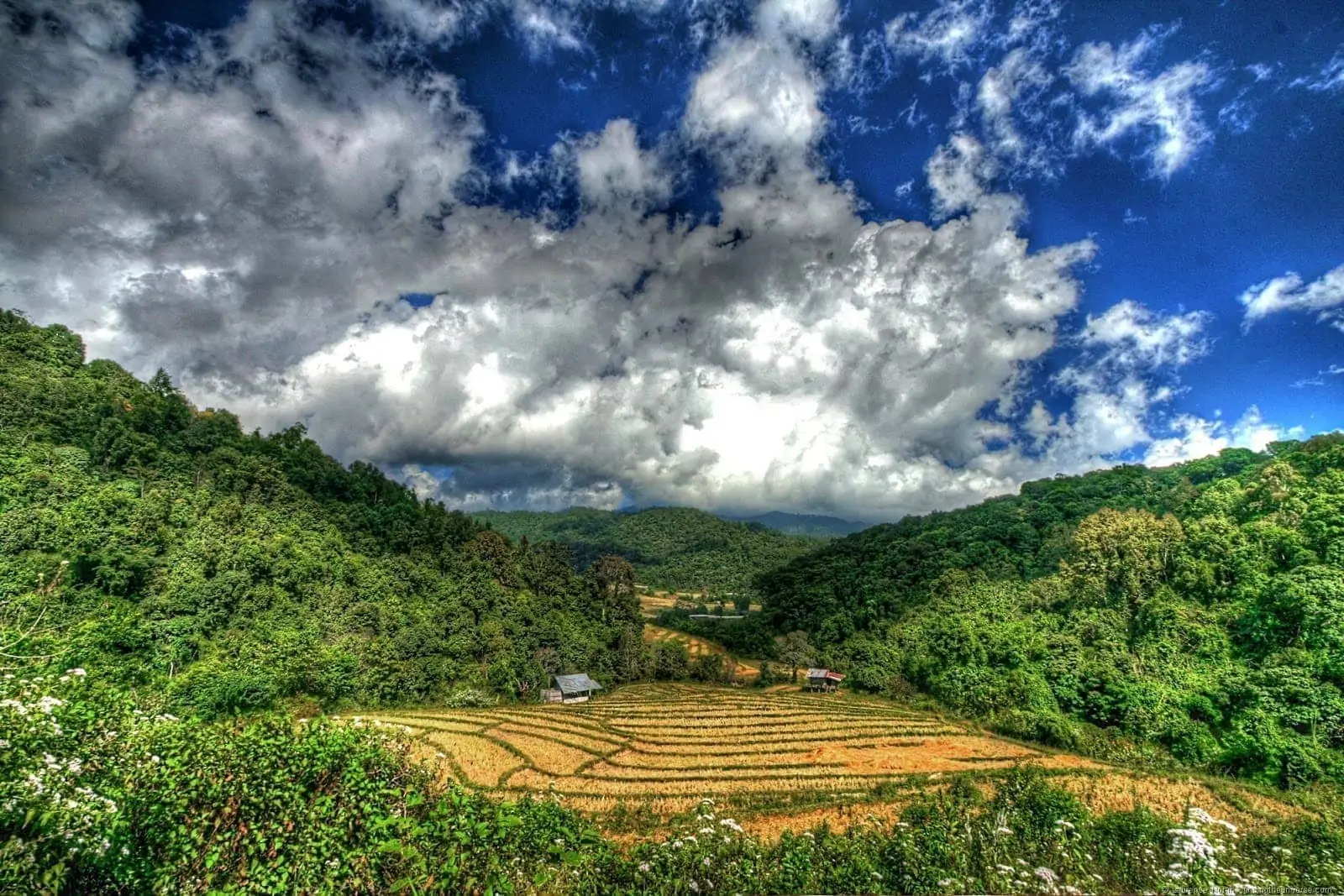 Rice paddies Doi Inthanon Rice paddies Doi Inthanon
