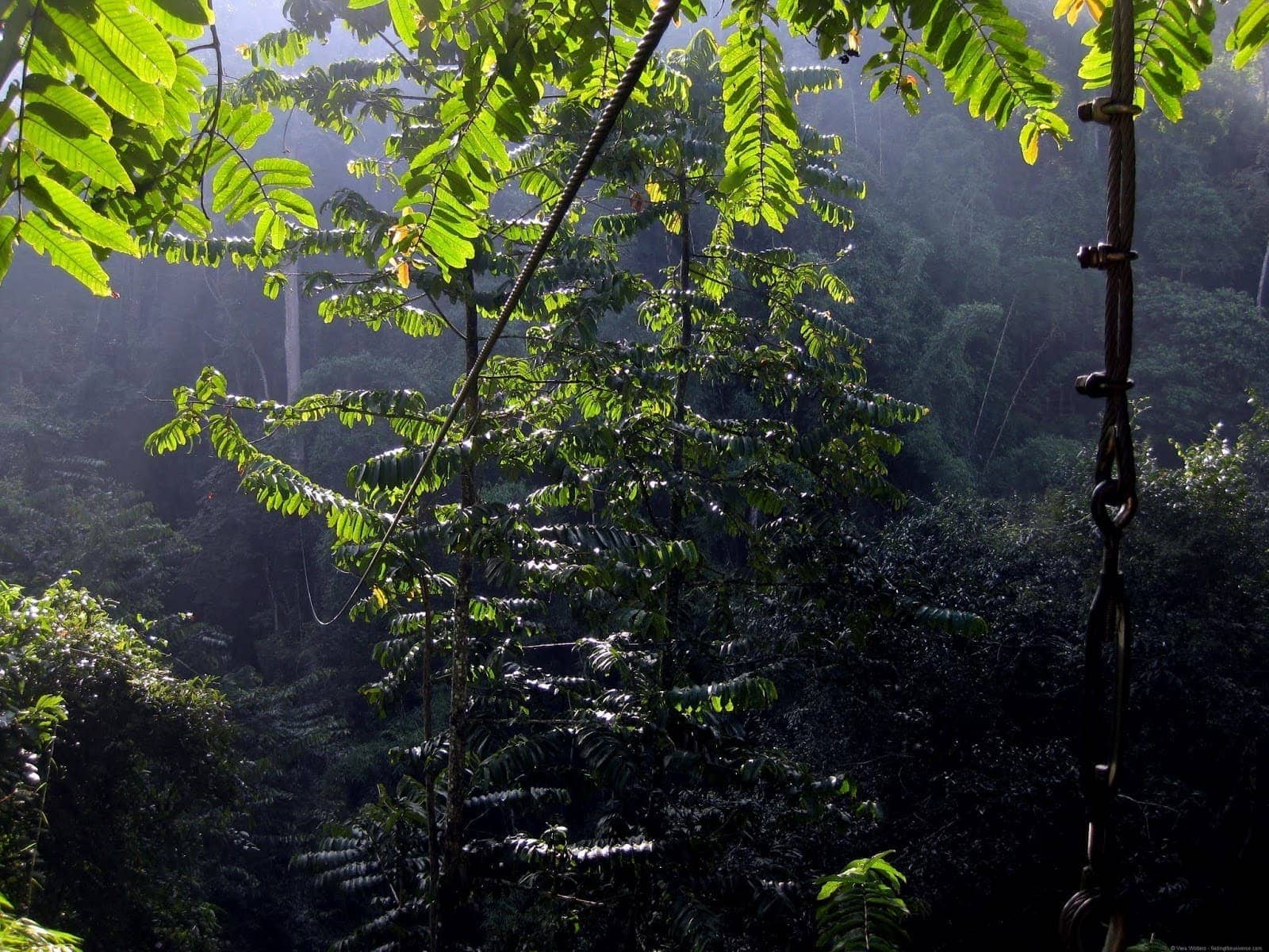 Swinging through the tree tops in Chiang Mai