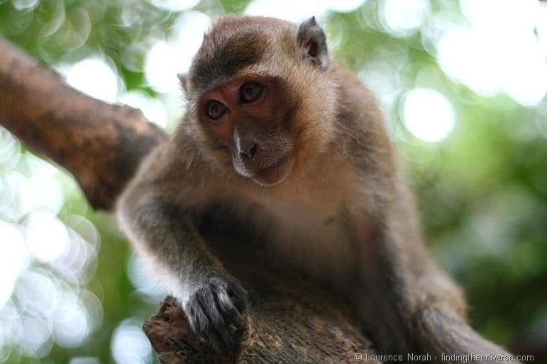 Monkey 1 Khao Sok