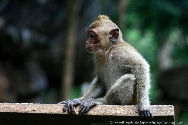 Sad Monkey Khao Sok