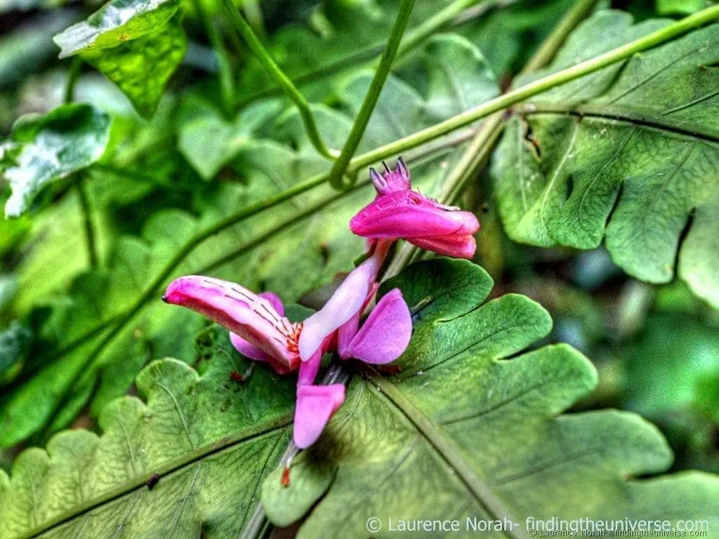Orchid Mantis